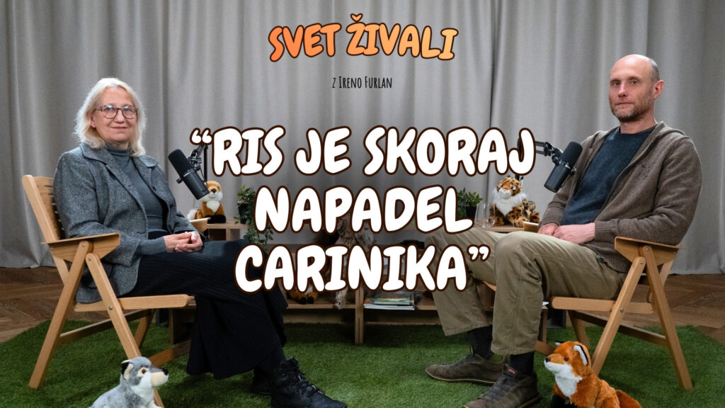 Risi v Sloveniji: Skrivnosti največje divje mačke pri nas, kako smo jih rešili in projekt Life LYNX