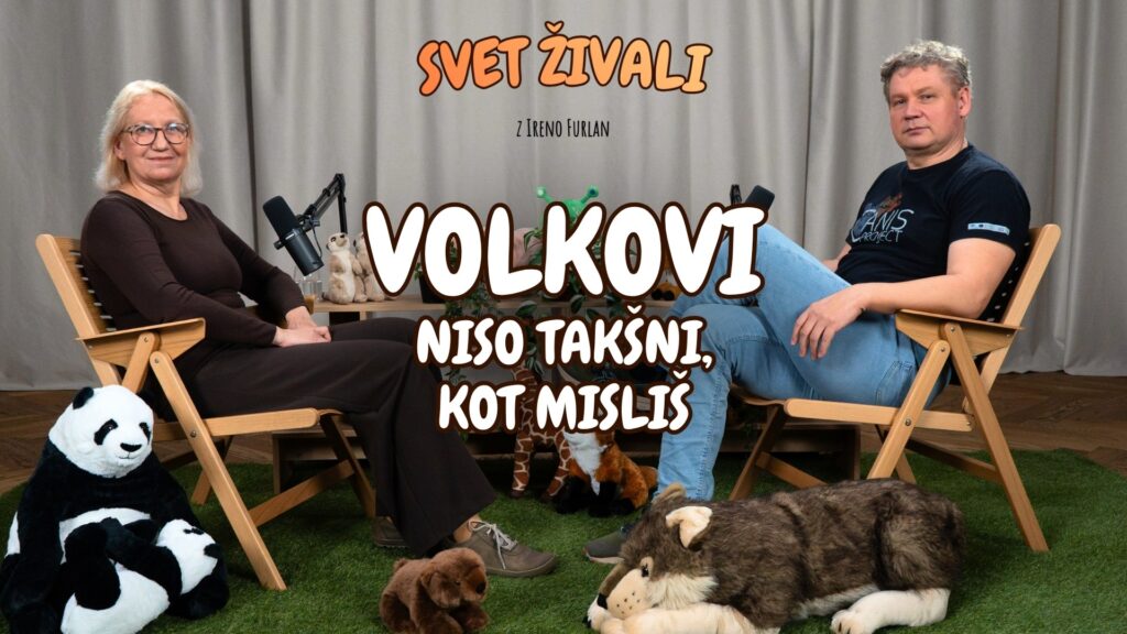 Volkovi: Od pravljic do resničnosti – Volčje tuljenje, pasji geni in odnos do ljudi