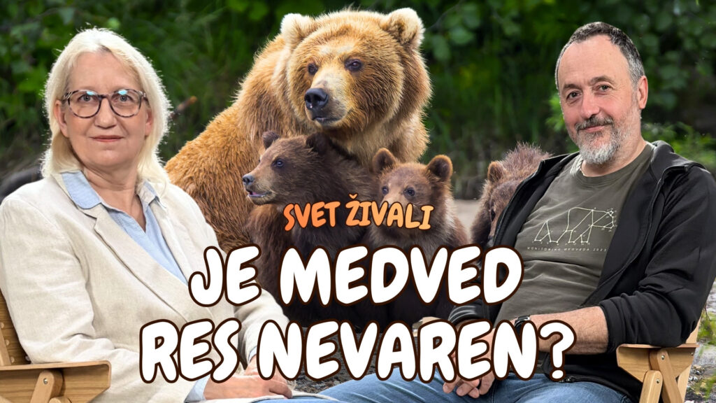 Kaj storiti, če srečaš medveda? Razbijanje mitov o medvedih v Sloveniji | Tomaž Skrbinšek