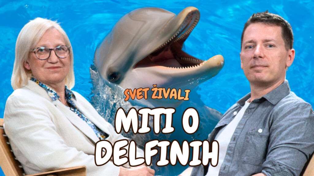 Delfini v Sloveniji: kako živijo, kje jih najdemo in kako inteligentni so v resnici? | Tilen Genov